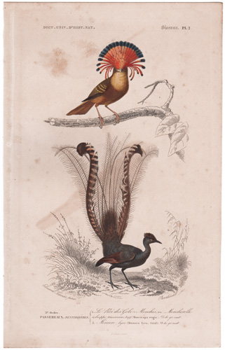 Regal Flycatcher, Albert's Lyre Bird